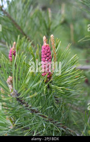 Spring buds on a young pine branch Stock Photo