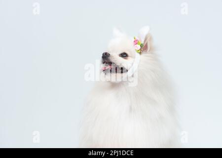 An adorable Spitz wearing bunny ears headband isolated on white background Stock Photo