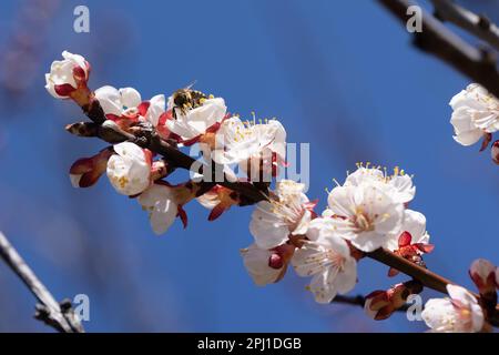 A flying honey bee collects pollen from the spring flowers of trees. Bee in flight over spring background. Spring, cherry blossom with honey bee Stock Photo