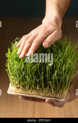 Sprouted pea sprouts, microgreens in male hands, close-up Stock Photo