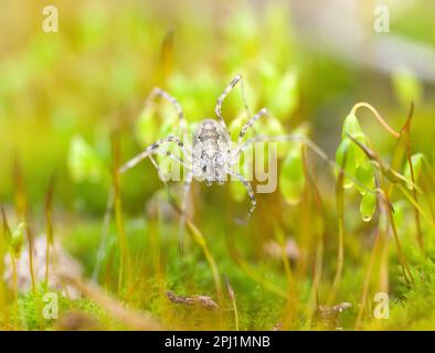 Harvestman Phalangium opilio on moss opilionide e sporangi di muschio Stock Photo