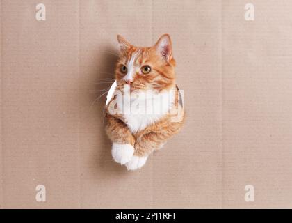 Funny cat visible through hole in cardboard paper Stock Photo