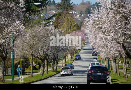 Vancouver, Canada. 30th Mar, 2023. Blooming cherry blossoms are seen along a street in Vancouver, British Columbia, Canada, on March 30, 2023. Credit: Liang Sen/Xinhua/Alamy Live News Stock Photo