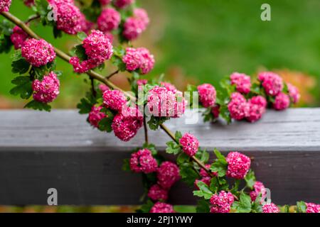 Crataegus, commonly called hawthorn, quickthorn, thornapple, May-tree, whitethorn, Mayflower, or hawberry, is a genus of several hundred species of sh Stock Photo