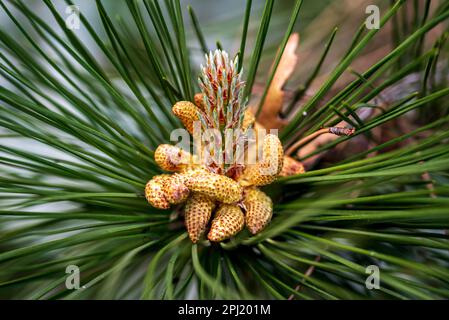 Flowering young pine cones. A pine is any conifer tree or shrub in the genus Pinus. Stock Photo