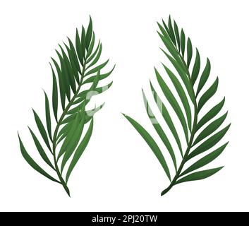 Two green palm branches in gradient style, isolated over white background. Stock Vector