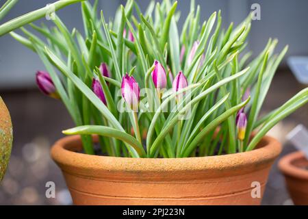 Dwarf Tulips - Persian pearl pulchella Stock Photo