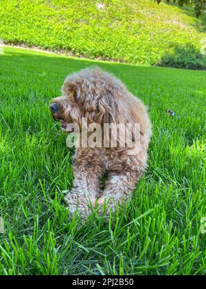 Cute Fluffy Cavapoo Dog on the Grass in a Park Stock Photo