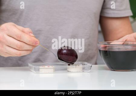 A man takes out colored Easter eggs from colored water. Dyeing easter eggs with food coloring is the first step in favorite Easter egg decorating idea Stock Photo