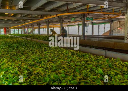 Nuwara Eliya, Sri Lanka, February 1, 2022: Inside of a tea processing plant at Nuwara Eliya, Sri Lanka. Stock Photo