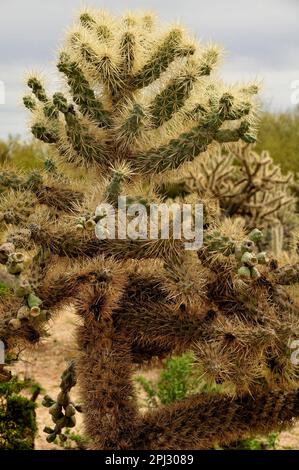 Cholla cactus Sonora desert mid summer on a cloudy day Stock Photo