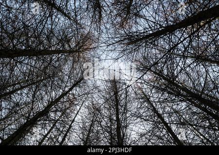 Looking up in a forest Stock Photo