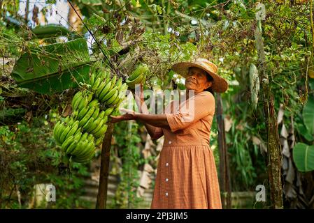 Elderly happy Indian female farmer in straw hat holding big branch of small green bananas. Senior Sri Lankan smiling woman on her farm showing bunch Stock Photo