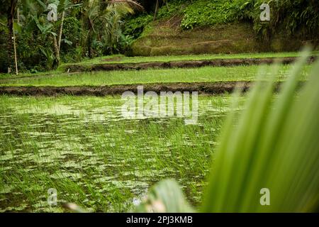 Close-up of a rice pond at the tropical Tegalalang rice terraces of Ubud on Bali, Indonesia, surrounded by palm trees, a palm leaf diffused in the for Stock Photo