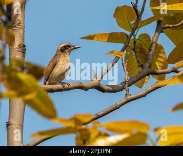 Common Wood shrike resting on a tree Stock Photo - Alamy
