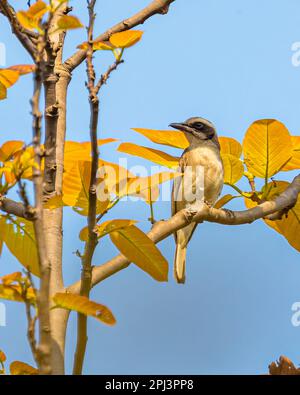 Common Wood shrike resting on a tree Stock Photo - Alamy
