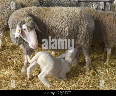 A two-week old lamb in a barn Stock Photo - Alamy
