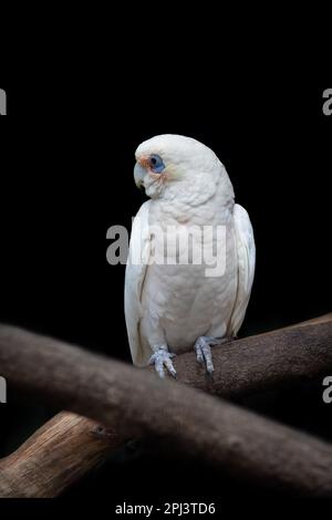 A pair of long-billed corellas, also known as a slender-billed corella, cacatua tenuirostris, against dark background. This is a sociable bird. Stock Photo