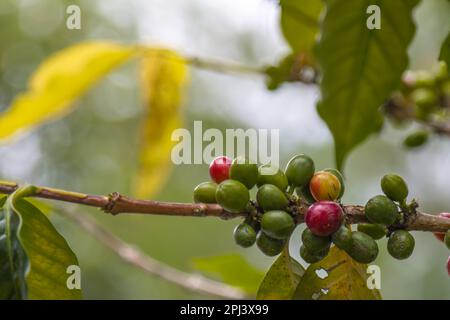 Coffee beans that are getting old and ready to harvest are red in color hanging from the branches of the coffee tree, a plant for the production of co Stock Photo
