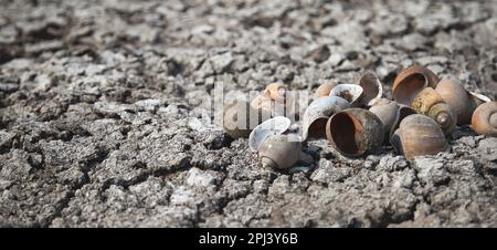 Dried molluscs on dry and cracked ground, global warming, environmental impacts Stock Photo