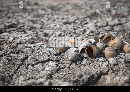 Dried molluscs on dry and cracked ground, global warming, environmental impacts Stock Photo