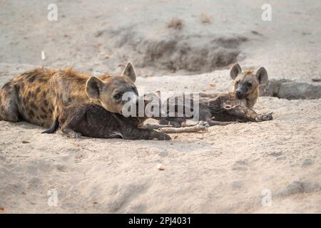 Spotted Hyena (Crocuta crocuta), female adult with her cubs playing at the hyena den. Okavango Delta, Botswana, Africa Stock Photo
