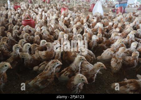 Poultry farm at Savar, Bangladesh. Among all the sub-sectors of the livestock sector in Bangladesh, poultry stands as one of the most important ones. Stock Photo