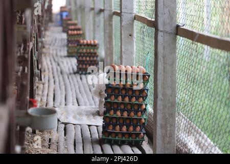 Poultry farm at Savar, Bangladesh. Among all the sub-sectors of the livestock sector in Bangladesh, poultry stands as one of the most important ones. Stock Photo