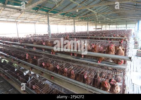 Poultry farm at Savar, Bangladesh. Among all the sub-sectors of the livestock sector in Bangladesh, poultry stands as one of the most important ones. Stock Photo