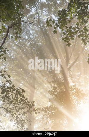 Close up of sunlight creating beams of light as it shines through branches of trees on a misty morning, in woods in the the Engish countryside Stock Photo