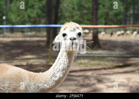 Portrait of funny lama with fringe eating grass Stock Photo