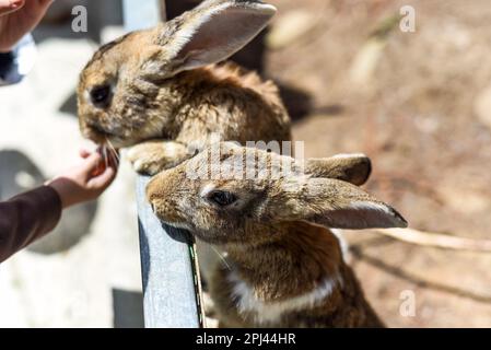 Two rabbits Flemish Giant eating food from a kids hand Stock Photo