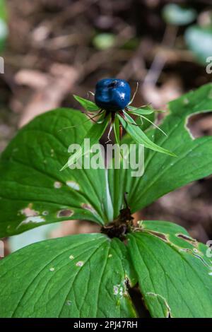 Paris quadrifolia. A poisonous plant, it can also be used as a medicinal plant. Stock Photo