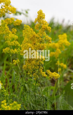 Galium verum is a perennial herbaceous plant from the genus of the nightshade family. Medicinal plant. Stock Photo