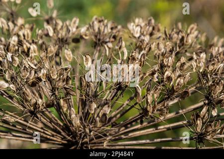 Giant Hogweed Heracleum mantegazzianum against the blue sky. Dry hogweed with huge baskets of seeds. Baskets of a large giant hogweed with seeds again Stock Photo