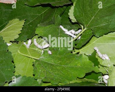 People's Republic of China, Jiangsu Province, Suzhou:  silkworms feeding on mulberry leaves in Suzhou No. 1 Silk Factory Co. Ltd. Stock Photo