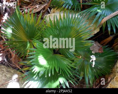 The Philippines, Samar Island:   Malajog Ridge Nature Reserve:  Saribus rotundifolius or footstool palm or Anahaw, the unofficial national leaf of the Stock Photo