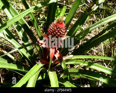 The Philippines, Eastern Visayas, Samar Island:   Malajog Ridge Nature Reserve: pineapple flower. Stock Photo