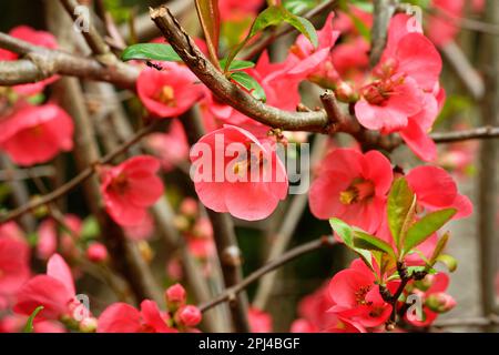 Chaenomeles japonica red blossoms of japanese quince in spring Stock Photo