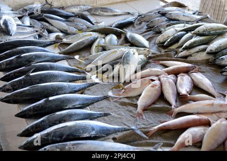 Oman, Barka: varieties of fish on offer in the fish market Stock Photo ...