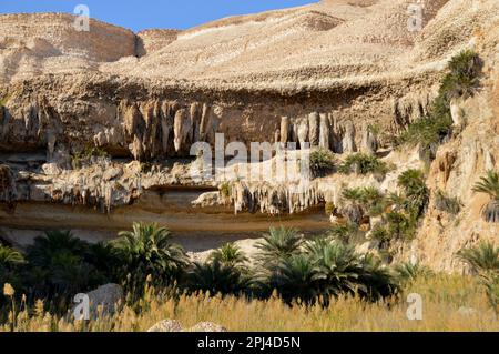 Oman:  an oasis in Wadi Shuwaymiyah, the pool backed by limestone cliffs with bizarre stalactites and caves and fringed with palm trees. Stock Photo