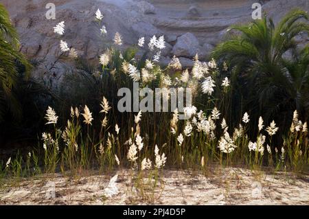 Oman:  an oasis in Wadi Shuwaymiyah, the pool backed by sunlit reeds. Stock Photo