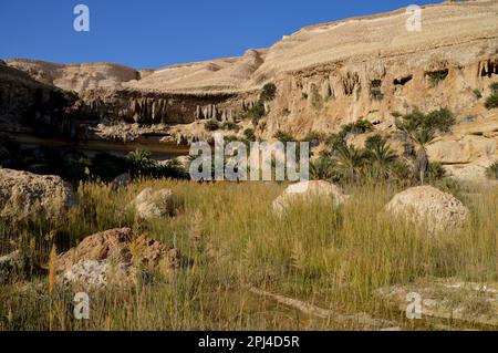 Oman:  an oasis in Wadi Shuwaymiyah, the pool backed by limestone cliffs with bizarre stalactites and caves and fringed with palm trees. Stock Photo