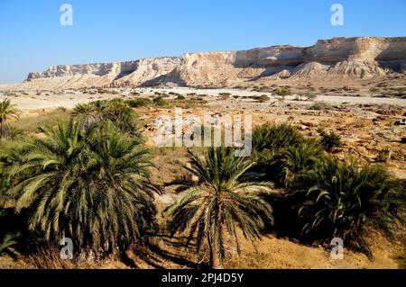 Oman:  rugged limestone scenery of Wadi Shuwaymiyah, with its long escarpment; view from the oasis. Stock Photo