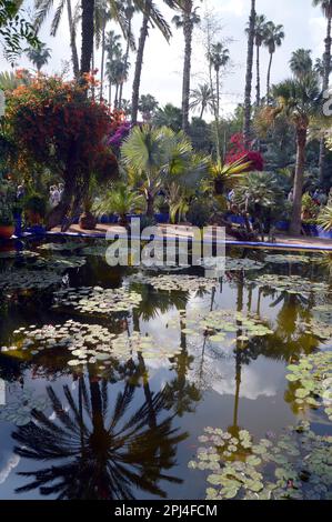 Morocco, Marakech:  Majorelle Garden, created by Jacques Majorelle, starting in 1923.  It was bought by Yves Saint Laurent and Pierre Bergé in the 198 Stock Photo