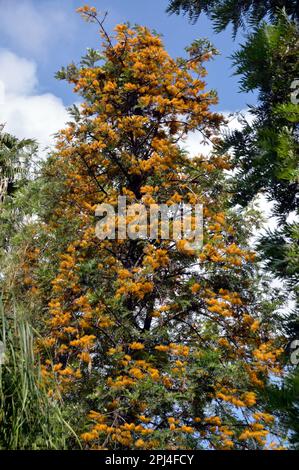 Morocco, Marakech:  Majorelle Garden, created by Jacques Majorelle, starting in 1923.  It was bought by Yves Saint Laurent and Pierre Bergé in the 198 Stock Photo