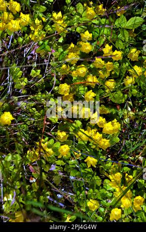 Flowers of Creeping Jenny (Lysimachia nummularia) in western Norway. Stock Photo