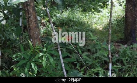 A male common green forest lizard (Calotes Calotes) with red color head, in breeding season is sitting on top of a tree stem in a wild area in Sri Lan Stock Photo