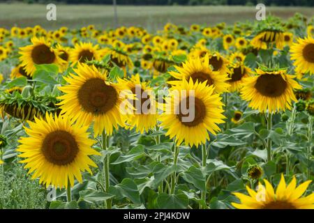 a young unopened sunflower grows in a field. sunflower cultivation concept. Stock Photo