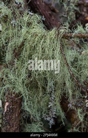 Usnea barbata ,old man's beard, or beard lichen growing naturally on turkey oak tree in Florida, natural antiobiotic Stock Photo